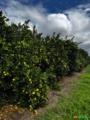 Laranja Bahia – Fazenda Shalom Incerpi, Itirapina /SP Imagem Laranja Bahia – Fazenda Shalom Incerpi, Itirapina /SP