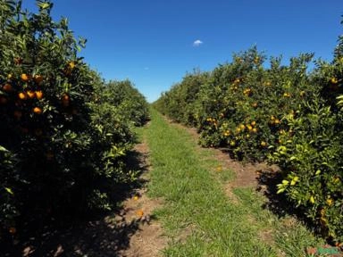 Laranja Bahia – Fazenda Shalom Incerpi, Itirapina /SP Imagem Laranja Bahia – Fazenda Shalom Incerpi, Itirapina /SP