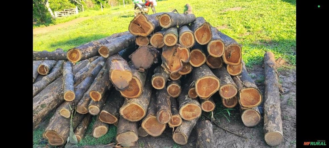 TECA EM TORAS Imagem TECA EM TORAS
