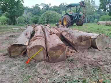 MADEIRA DE TECA Imagem MADEIRA DE TECA
