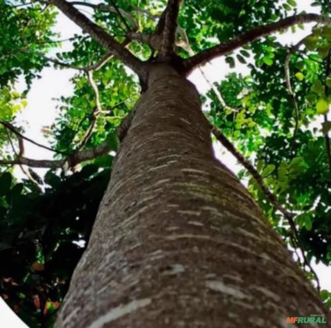 Venda de Mogno Africano – Fazenda Rio Verde – Paracatu/MG Imagem Venda de Mogno Africano – Fazenda Rio Verde – Paracatu/MG