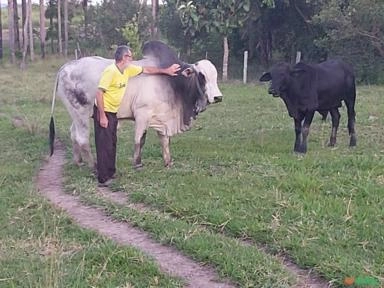 Touro Nelore 6 anos Imagem Touro Nelore 6 anos