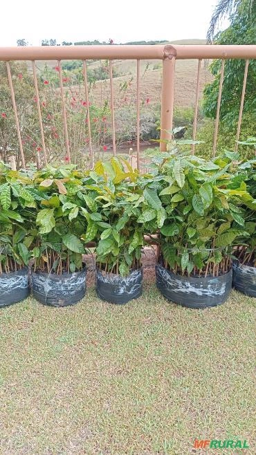 Mogno Africano - Khaya grandifoliola Imagem Mogno Africano - Khaya grandifoliola