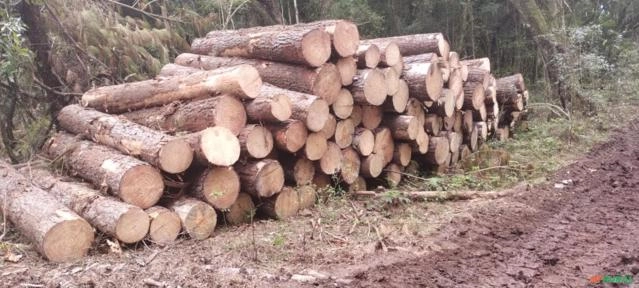 Toras de Pinus Taeda Imagem Toras de Pinus Taeda