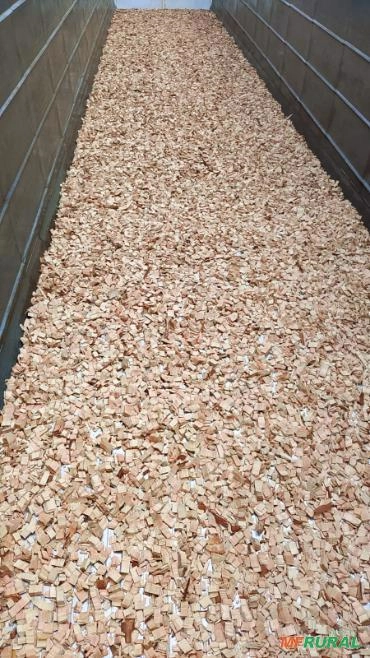 Cavacos de Eucalipto Imagem Cavacos de Eucalipto