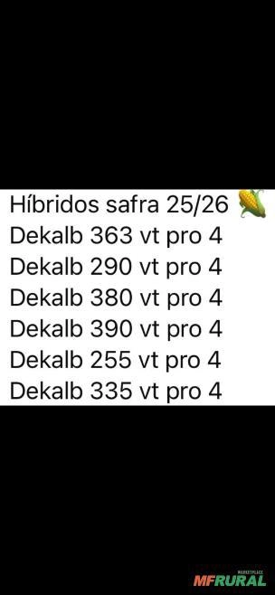 Semente milho. Imagem Semente milho.