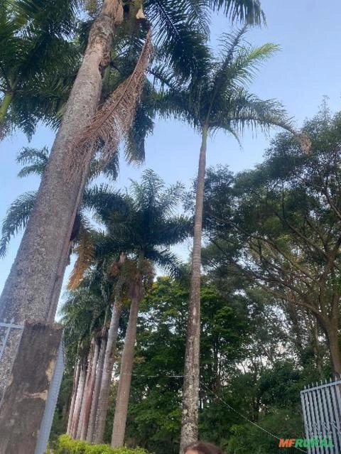 Palmeiras Adultas de 7–12m à Venda – Ideais para Paisagismo Imagem Palmeiras Adultas de 7–12m à Venda – Ideais para Paisagismo