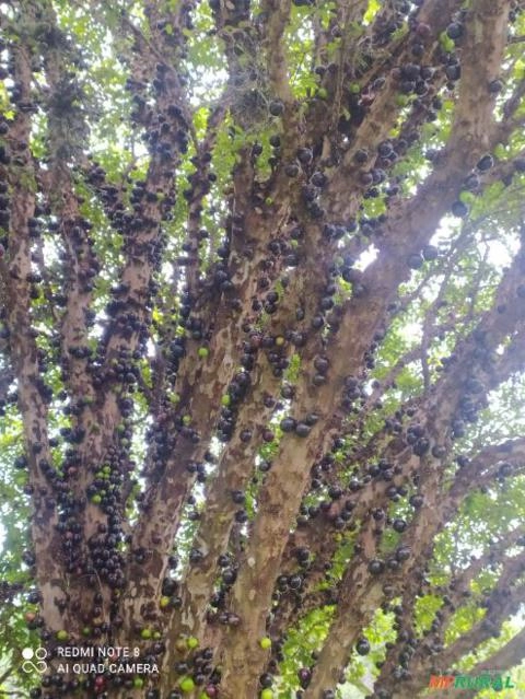 Pé de Jabuticaba Sabará de 25 anos Imagem Pé de Jabuticaba Sabará de 25 anos