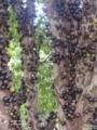 Pé de Jabuticaba Sabará de 25 anos Imagem Pé de Jabuticaba Sabará de 25 anos
