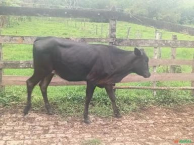 Vaca de corte - 2800,00 Imagem Vaca de corte - 2800,00