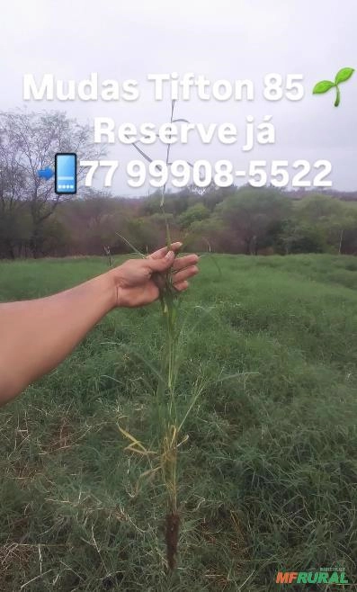 TIFTON Imagem TIFTON