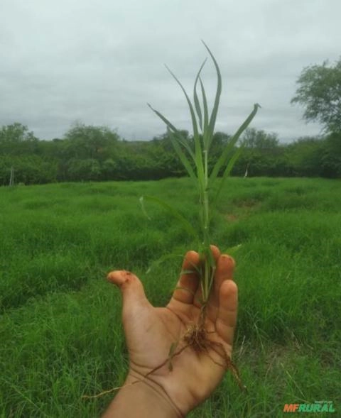 TIFTON Imagem TIFTON