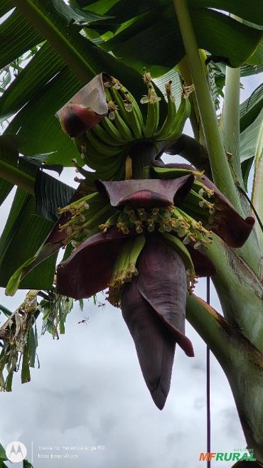 Cacho de banana da terra Imagem Cacho de banana da terra