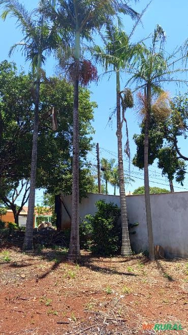 Palmeiras imperiais Adultas Imagem Palmeiras imperiais Adultas