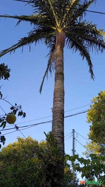 Pé de Coqueiro Imagem Pé de Coqueiro