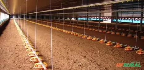 CAMA DE GALINHA COM 1 ANO DE GRANJA Imagem CAMA DE GALINHA COM 1 ANO DE GRANJA