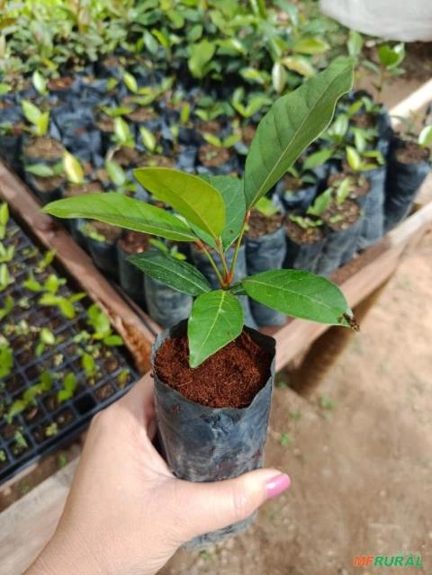 Mudas de Mogno Africano – Alta Qualidade Imagem Mudas de Mogno Africano – Alta Qualidade