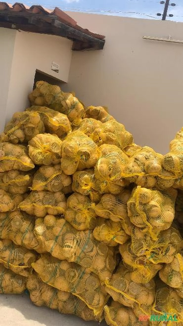 Catemba de coco Imagem Catemba de coco