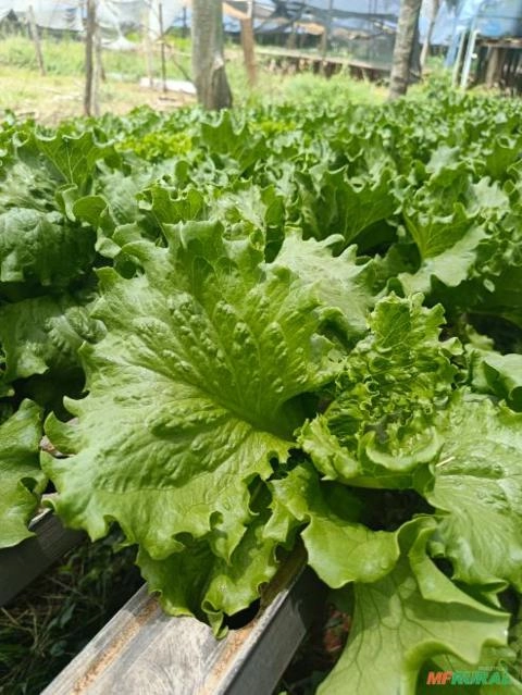 Alface americana hidroponica Imagem Alface americana hidroponica