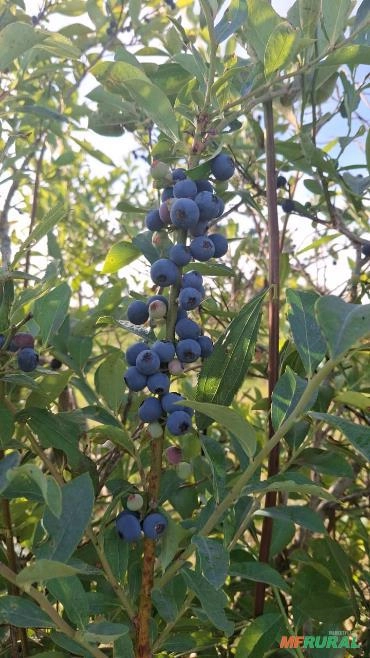 Mirtilo da serra Imagem Mirtilo da serra