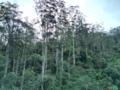 Vendo Eucalipto de 20 a 35 anos Imagem Vendo Eucalipto de 20 a 35 anos