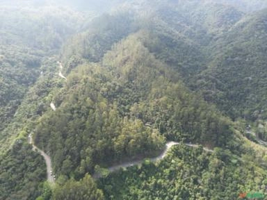 Vendo Eucalipto de 20 a 35 anos Imagem Vendo Eucalipto de 20 a 35 anos