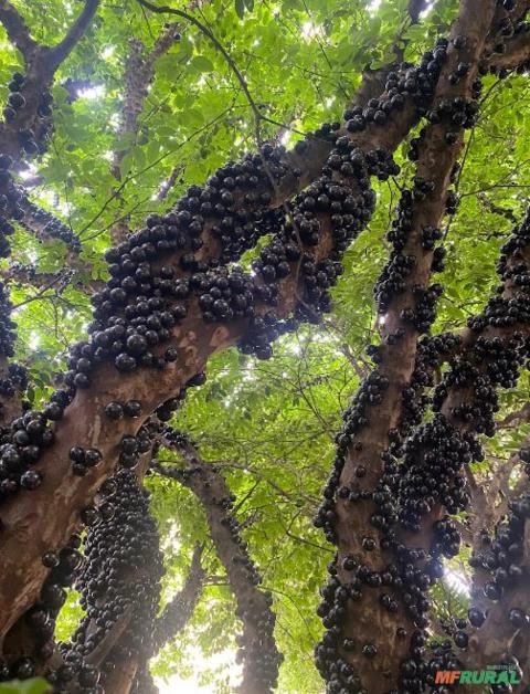 Árvores de Jabuticaba Adultas produzindo muito Imagem Árvores de Jabuticaba Adultas produzindo muito