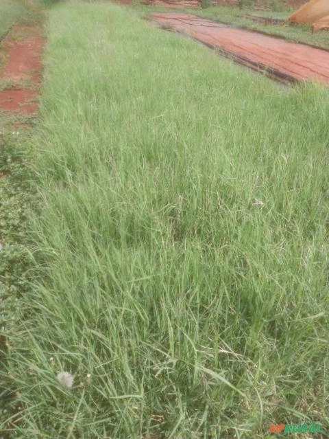 Alves tifton85 Imagem Alves tifton85