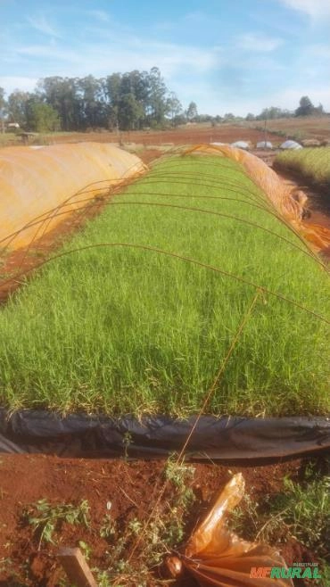 Mudas de Gigs Imagem Mudas de Gigs