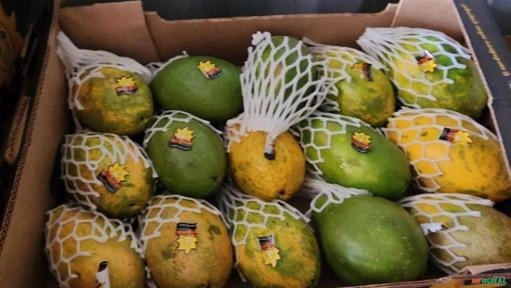 Mamão Papaia em Grandes Quantidades Imagem Mamão Papaia em Grandes Quantidades