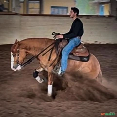 Doma e treinamento de cavalos. Imagem Doma e treinamento de cavalos.