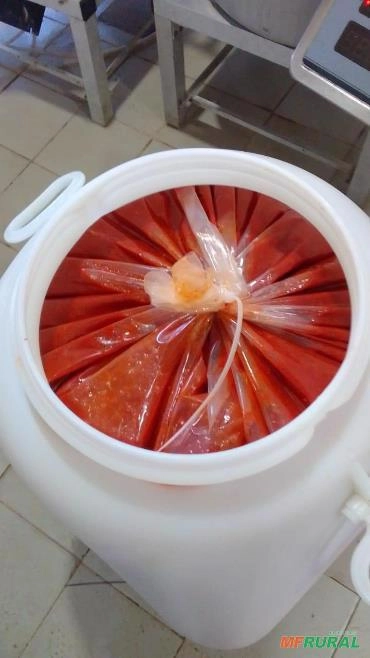 POLPA DE PIMENTA Imagem POLPA DE PIMENTA