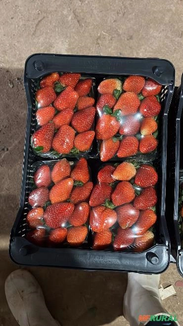 Morangos direto da roça Imagem Morangos direto da roça