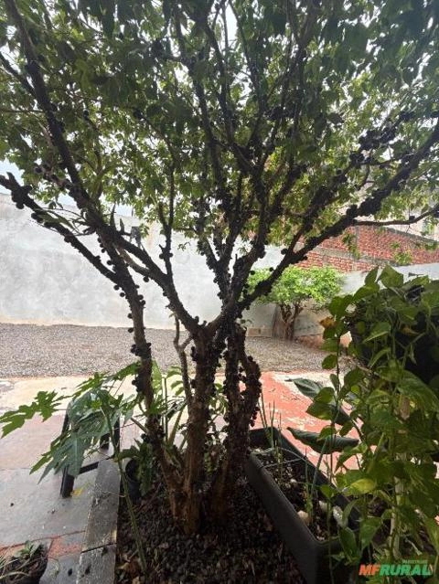 Jabuticaba 3,5 metros Imagem Jabuticaba 3,5 metros