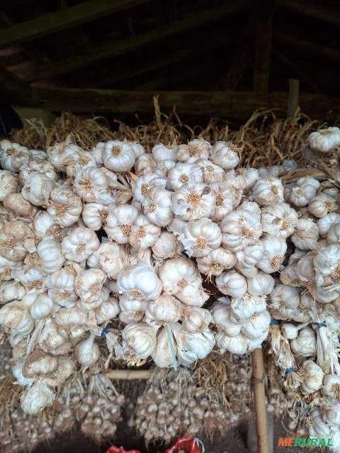 Alho Amarante Branco – Para Plantio e Consumo Imagem Alho Amarante Branco – Para Plantio e Consumo