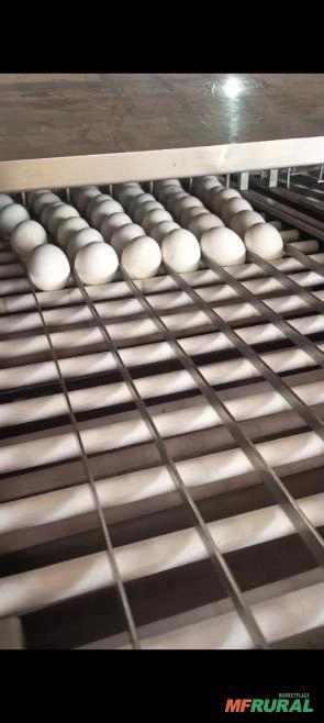 Mesa coletora de ovos ATI Imagem Mesa coletora de ovos ATI