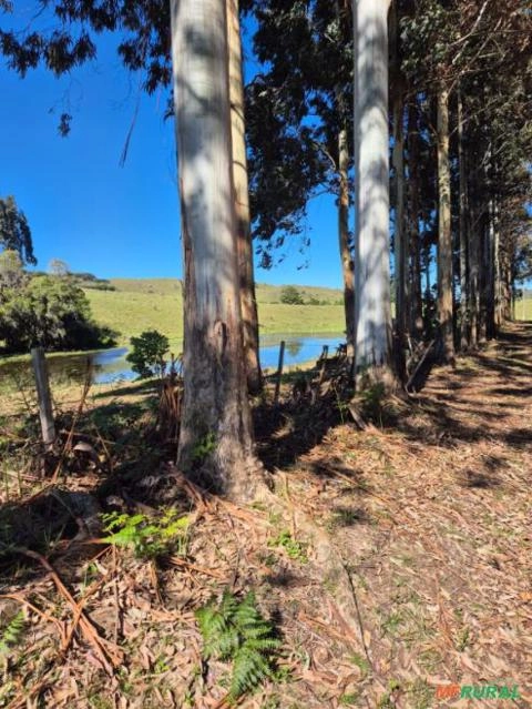 Floresta Eucalipto Dunni Imagem Floresta Eucalipto Dunni