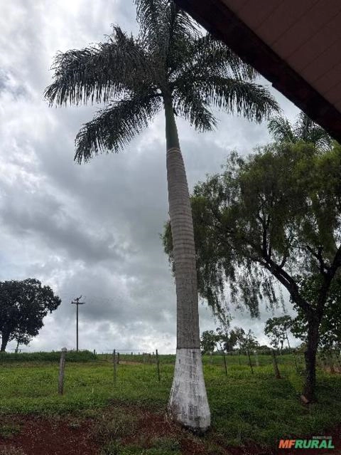 PROMOÇÃO - Palmeiras Imperiais Adultas Imagem PROMOÇÃO - Palmeiras Imperiais Adultas