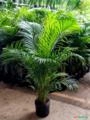 Mudas de Areca Bambu Imagem Mudas de Areca Bambu