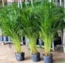 Mudas de Areca Bambu Imagem Mudas de Areca Bambu