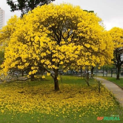 Muda de Ipê Amarelo Imagem Muda de Ipê Amarelo