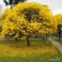 Muda de Ipê Amarelo Imagem Muda de Ipê Amarelo