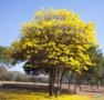 Muda de Ipê Amarelo Imagem Muda de Ipê Amarelo