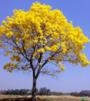 Muda de Ipê Amarelo Imagem Muda de Ipê Amarelo