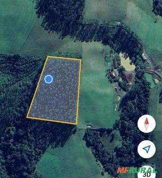 Venda de 3 hectares de eucalipto em pé / Santa Catarina Imagem Venda de 3 hectares de eucalipto em pé / Santa Catarina