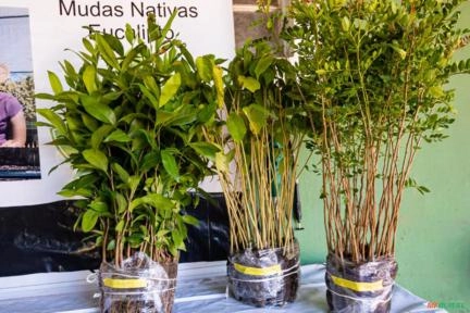 Mudas Nativas Mata Atlântica/Cerrado Imagem Mudas Nativas Mata Atlântica/Cerrado