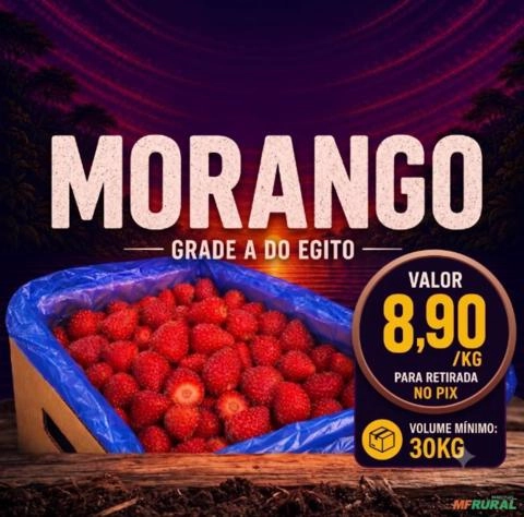 Morango Congelado Grade A do Egito. Imagem Morango Congelado Grade A do Egito.