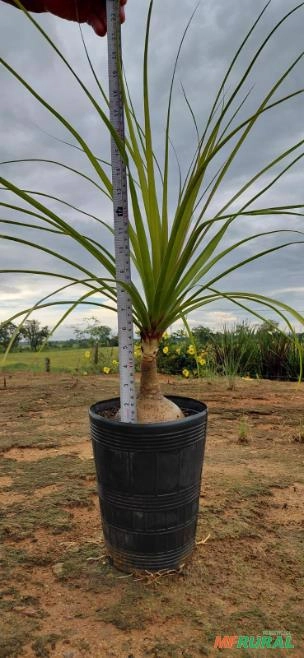 Plantas Ornamentais Imagem Plantas Ornamentais