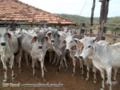 Vacas Guzerá PO Imagem Vacas Guzerá PO