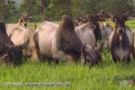 Vacas Guzerá PO Imagem Vacas Guzerá PO